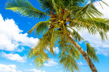 Fototapeta premium Palm trees with branches of coconut on the background of bright cloudless blue sky