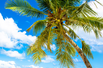 Palm trees with branches of coconut on the background of bright cloudless blue sky