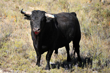 toro en españa