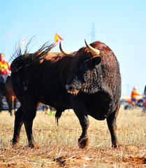 toro en españa