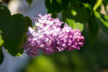 Purple lilac flowers on a bush