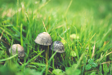  Mushroom in Cocora valley, Colombia