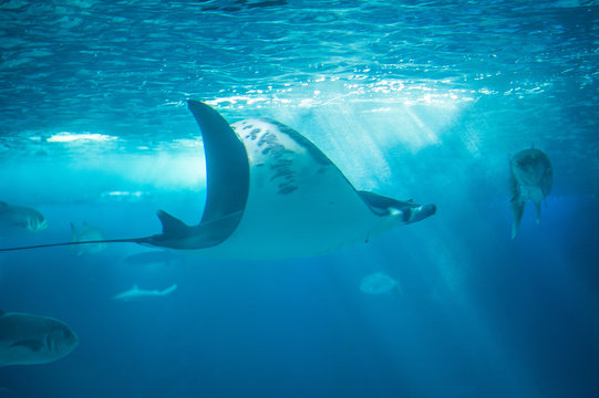 The devil fish or giant devil ray (Mobula mobular), an endangered species of eagle ray