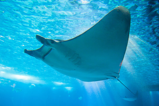The devil fish or giant devil ray (Mobula mobular), an endangered species of eagle ray