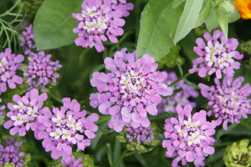 lila frühlingsboten