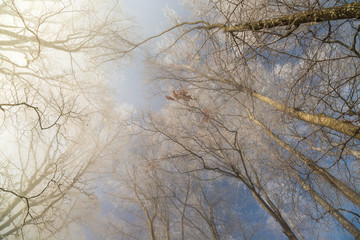 Obraz premium Blick durch vereiste Baumkronen in den Winterhimmel