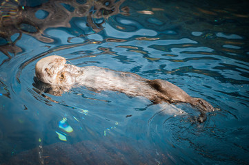 The sea otter (Enhydra lutris) is a marine mammal native to the coasts of the northern and eastern North Pacific Ocean