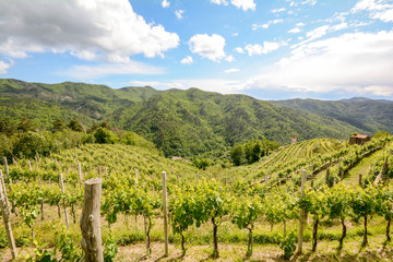 Fototapeta na wymiar Weinberg Weinbau-Terrassen mit Anbau von Rotwein Trauben in hügeliger Landschaft, Italien Europa