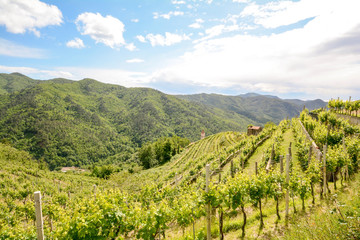 Fototapeta na wymiar Weinberg Weinbau-Terrassen mit Anbau von Rotwein Trauben in hügeliger Landschaft, Italien Europa