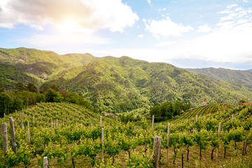 Weinberg Weinbau-Terrassen mit Anbau von Rotwein Trauben in h&uuml;geliger Landschaft, Italien Europa