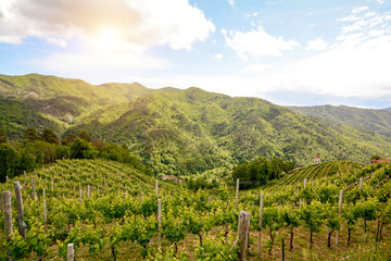 Weinberg Weinbau-Terrassen mit Anbau von Rotwein Trauben in hügeliger Landschaft, Italien Europa