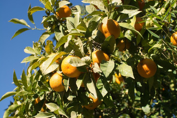 Orange fruits closeup ripening