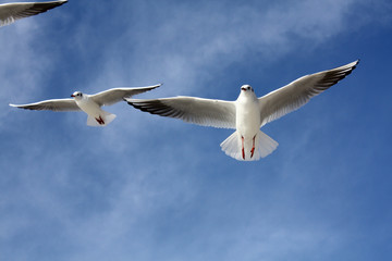 Fototapeta premium seagulls close flying