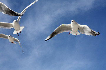 seagull close flying