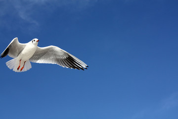 seagull close flying