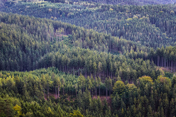 Woods of so called Czech Switzerland region in Czech Republic
