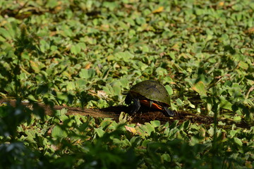 A turtle butt on a log.