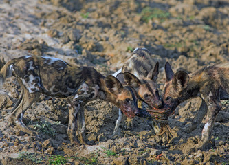 Three African Wild Dog (Lycaon pictus) Puppies pulling on a piece of meat from a recent kill in South Luangwa National Park, Zambia