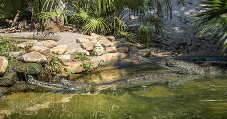 Naklejka na ściany i meble mating long nose crocodiles in a swampy river