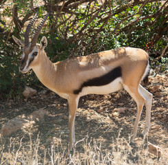 Beautiful Thompson's Gazelle