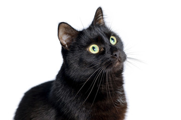 Head of young black cat isolated on white