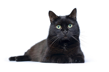 Fototapeta premium Young black cat lying on a white background