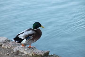 canard