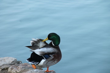canard