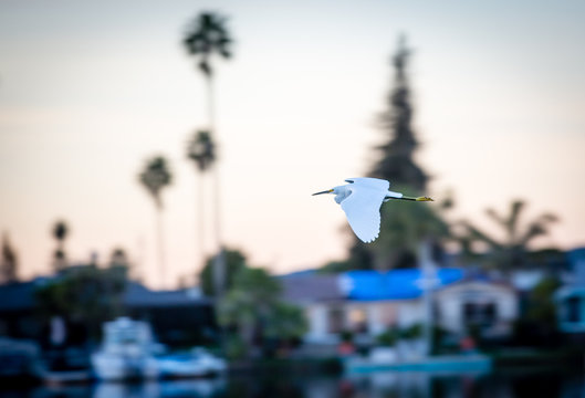 White egret flying over lake community in Northern California