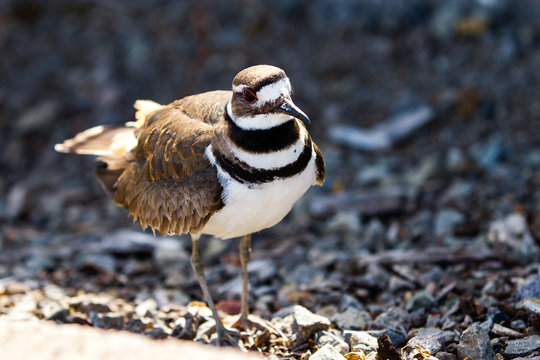 Killdeer bird in northern California with focus on red eyeliner 