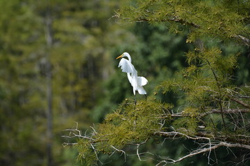 Heron takes off from a tree branch.