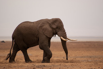 Fototapeta na wymiar Elephant wandering through Ngorongoro crater