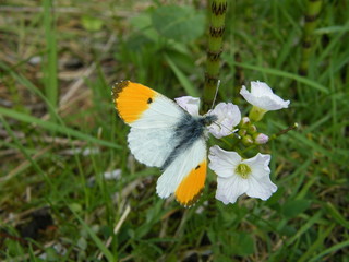 Male orange tip butterfly feeding at flower