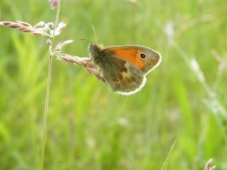 Small heath butterfly 