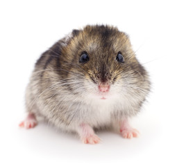 Small domestic hamster.