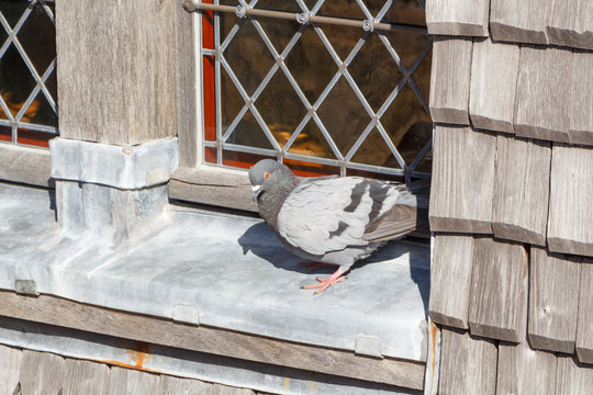 Pigeon posé sur le rebord d'une fenêtre