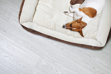Fototapeta na wymiar Cute jack russell dog lying on laminate.