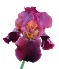 Tuinposter iris flower © Hanna