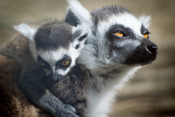Lemur