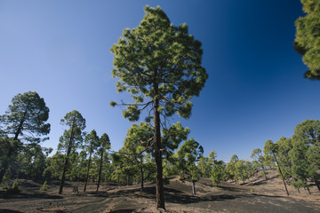 Fototapeta premium Teide mountain in Tenerife. Canary Islands