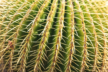 Cactus detail in the garden