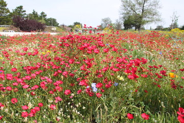 fleurs sauvages _  lac de la Raho  Pyr&eacute;n&eacute;&eacute;s Orientales