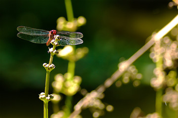 Lib&eacute;lula posando