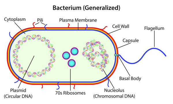 Bacterium (generalized anatomy)