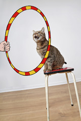 chat tigré se prenant pour un lion dans un cirque avec dessin cerceau humoristique © mariesacha