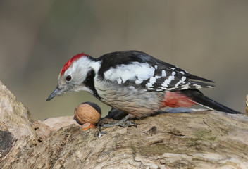 Very close up photo of a middle spotted woodpecker.