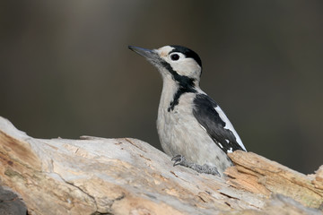 Female Syrian woodpecker shot on a blurry gray background. The photo can be used to identify the species and field specifier of birds