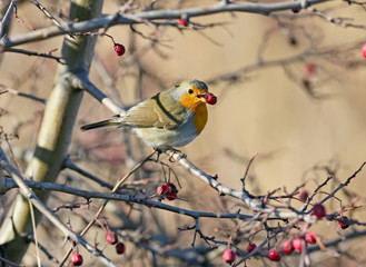 The European robin sits on a branch of hawthorn with a red berry in its beak