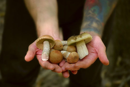 Mid-section image of a young boy holding a bunch of mushrooms he picked in the woods. Man`s Hands Holding Mushrooms. Walk in the Forest.