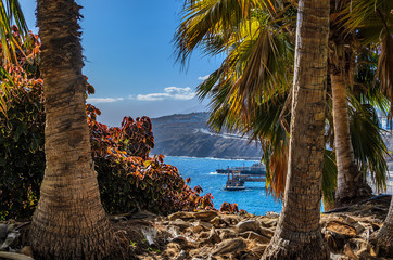 In the Palmetum of Santa Cruz overlooking the tanker feeder.
